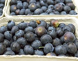 藍(lán)莓,漿果,水果