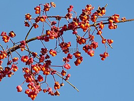 漿果,紅色,冬天