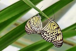 性質,蝴蝶,昆蟲