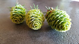 松球果,自來(lái)水,針葉樹(shù)