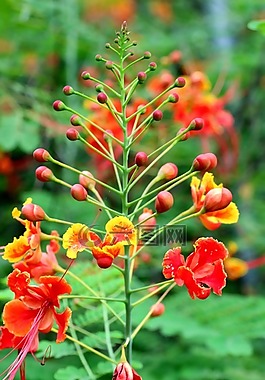 蘇木一品紅,孔雀花,花
