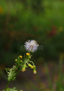 蒲公英,花,野花