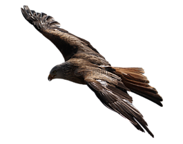 阿德勒,猛禽,鷙鳥