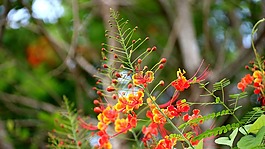 蘇木一品紅,花,紅色
