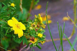 花,野花,秋