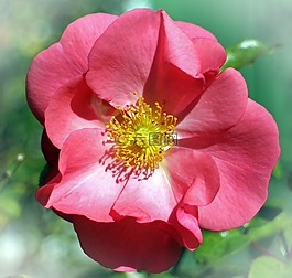 玫瑰,開花,紅色