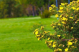 花,野花,秋