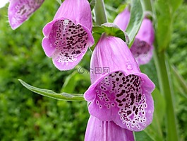頂針,有毒,花