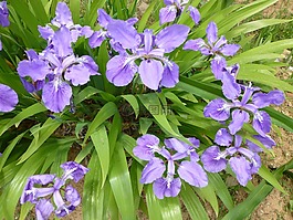 鳶尾花,鮮花,花