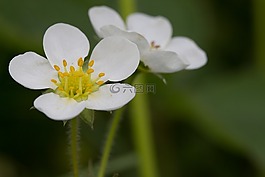 草莓,植物,性質(zhì)