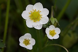 草莓,植物,性質(zhì)