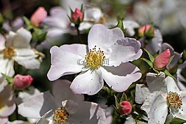 開花,野生玫瑰,玫瑰