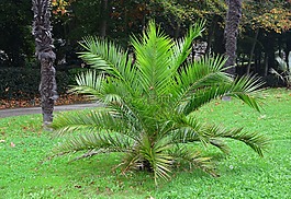 植棕櫚樹,棕櫚,顏色