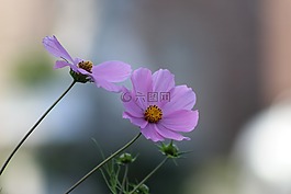 宇宙,紫色,花卉