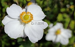 秋天的海葵,園林植物,盛開