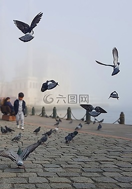 伊斯坦堡,鴿子,清真寺