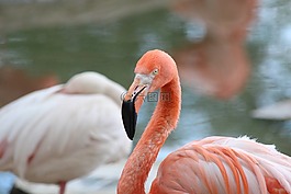 粉紅色的火烈鳥,火烈鳥,鳥