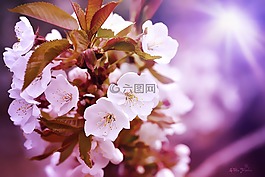 櫻花,櫻桃,鮮花