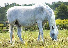 動物,綠色,馬