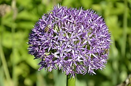 花,紫,開(kāi)花