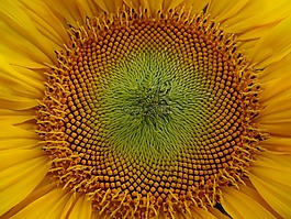 太陽花,花,夏季
