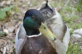 鴨,水禽,鴨鳥