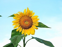 向日葵,天空,夏天