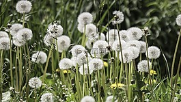 蒲公英,鮮花,性質(zhì)