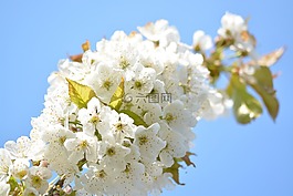 櫻花,櫻桃,科