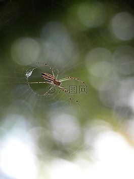 蜘蛛,蟲(chóng)族,web
