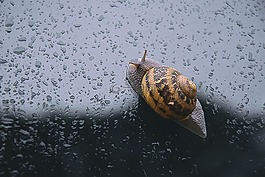 蝸牛,春,雨