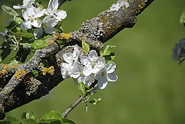 春天,開花,蘋果花
