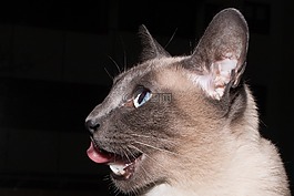猫,动物,弗利纳