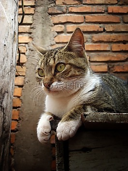 猫,弗利纳,砖