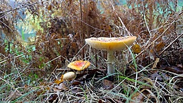 秋季,性質(zhì),林