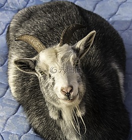 山羊,農(nóng)場動物,動物