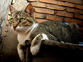 猫,弗利纳,砖