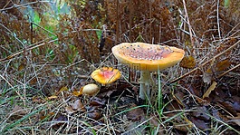 秋季,性質(zhì),林