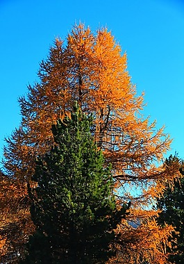 樹,山,秋