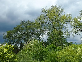 巴黎,凡爾賽宮,公園