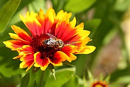 開(kāi)花,復(fù)合材料,昆蟲
