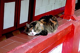 休息,貓,動物