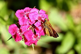 昆蟲,蝴蝶,開花