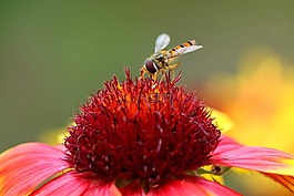 開(kāi)花,復(fù)合材料,昆蟲