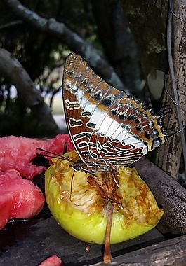 蝴蝶,喂養(yǎng),自然