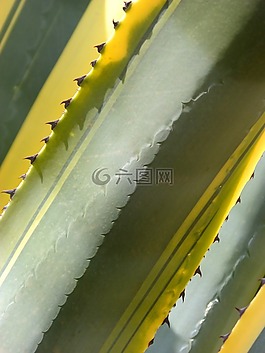 仙人掌,龙舌兰,atzavara
