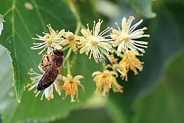 鲜花,黄色,昆虫