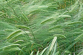 植物,谷物,小麥