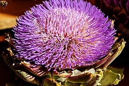 朝鮮薊,蔬菜,開(kāi)花