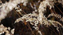 halme,草,葉片草